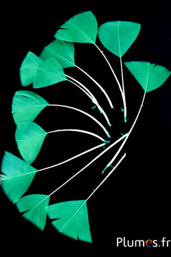Verenblaadjes - 6-8 x 3-4 cm - groen